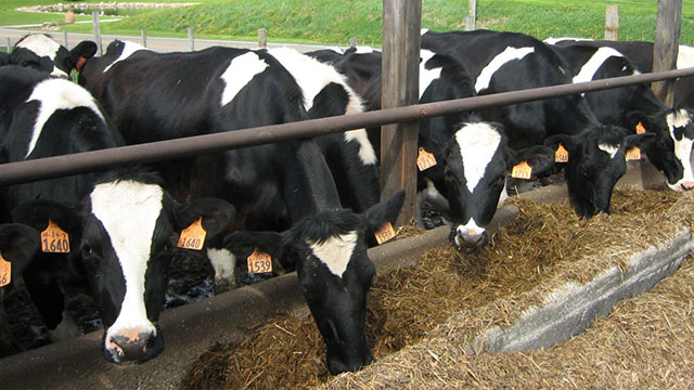 Cattle Farming Cows Black and White